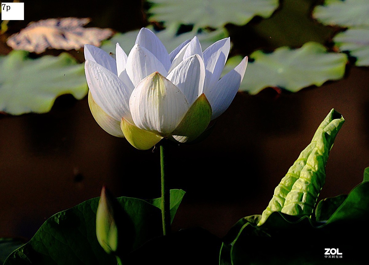 不久前拍的荷花