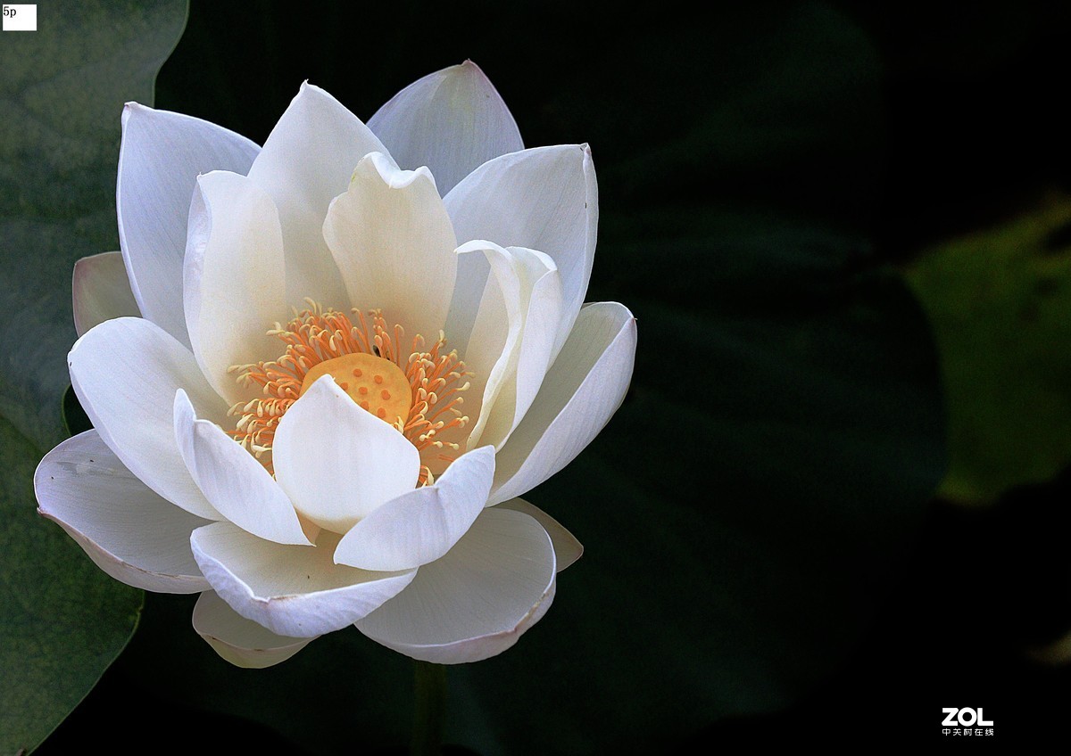 不久前拍的荷花