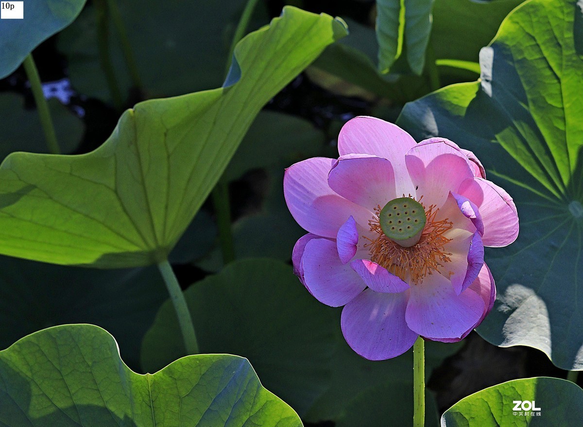 不久前拍的荷花