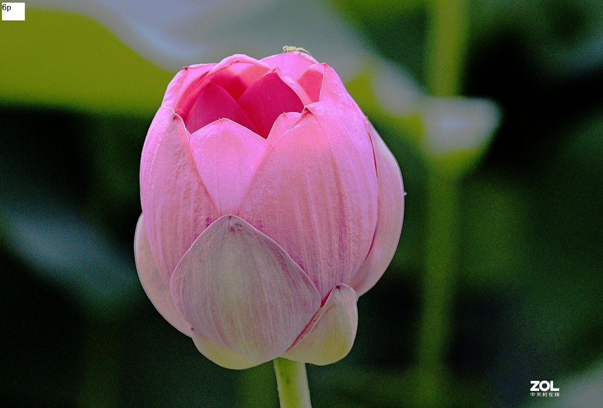 不久前拍的荷花