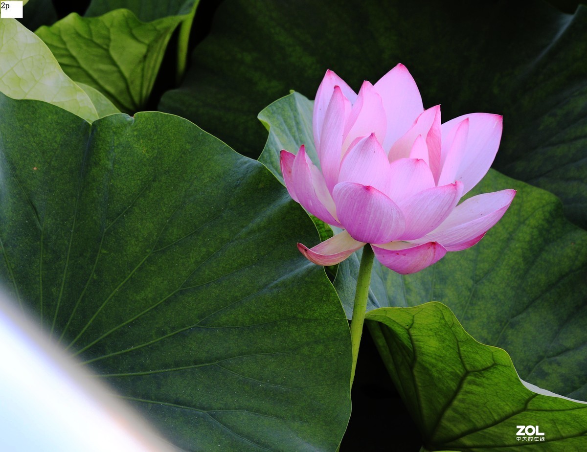 不久前拍的荷花