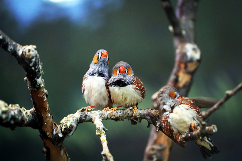 动物园里面里玩鸟