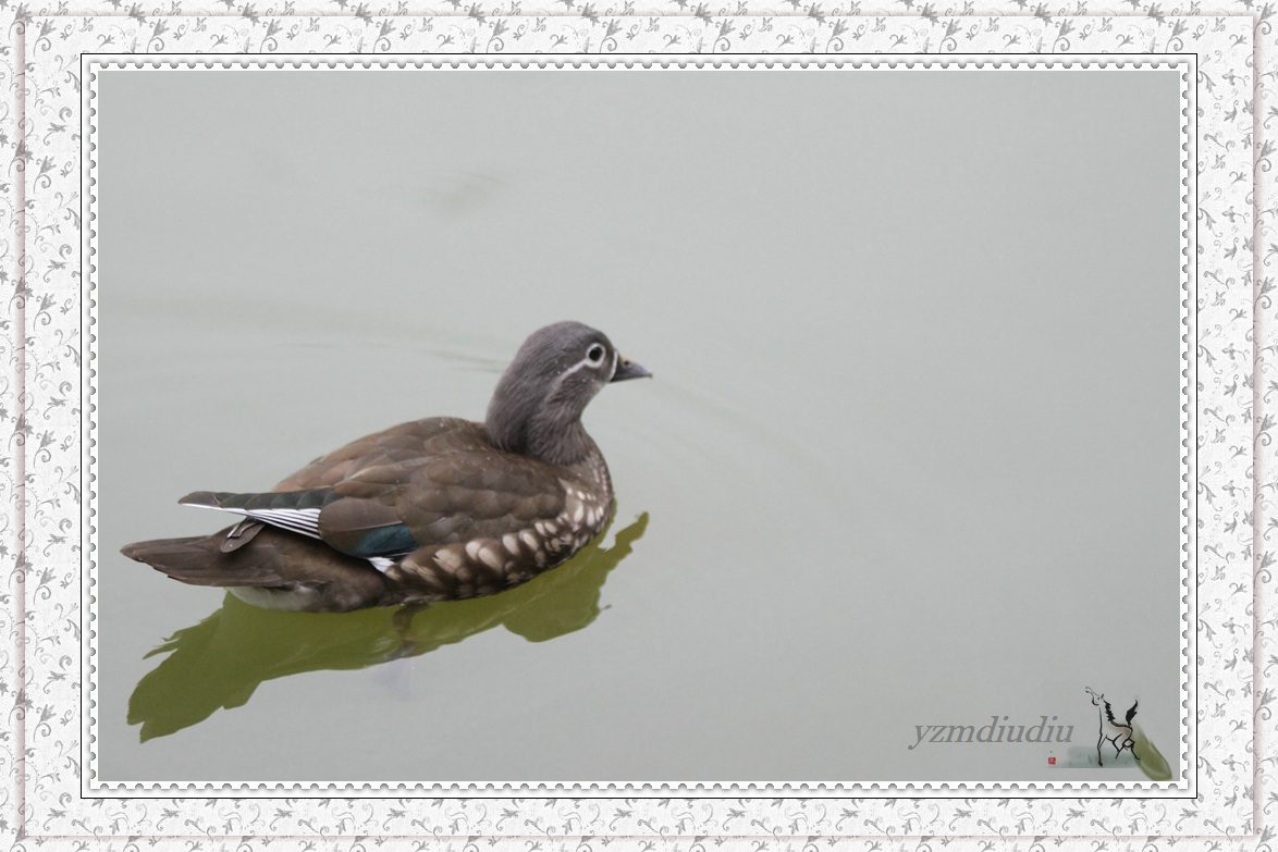 长距镜拍：鸳鸯