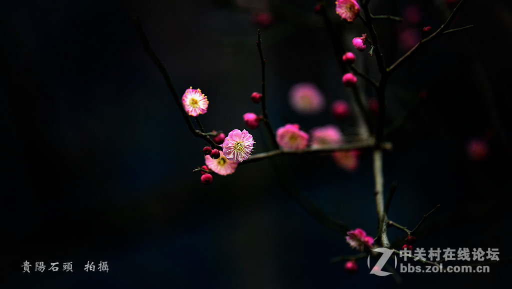 祝贺新版开坛，祝贺文亭任版主