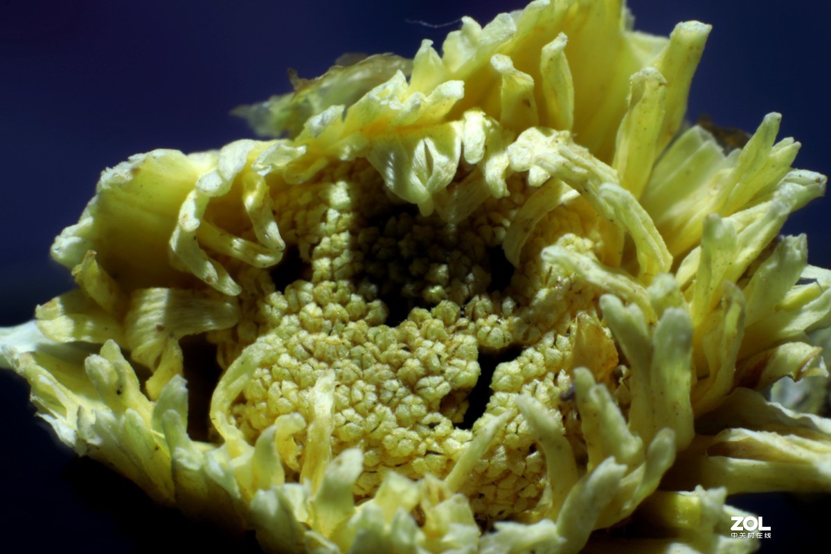 小白初次试拍。近摄接圈的应用，老师们多多指教