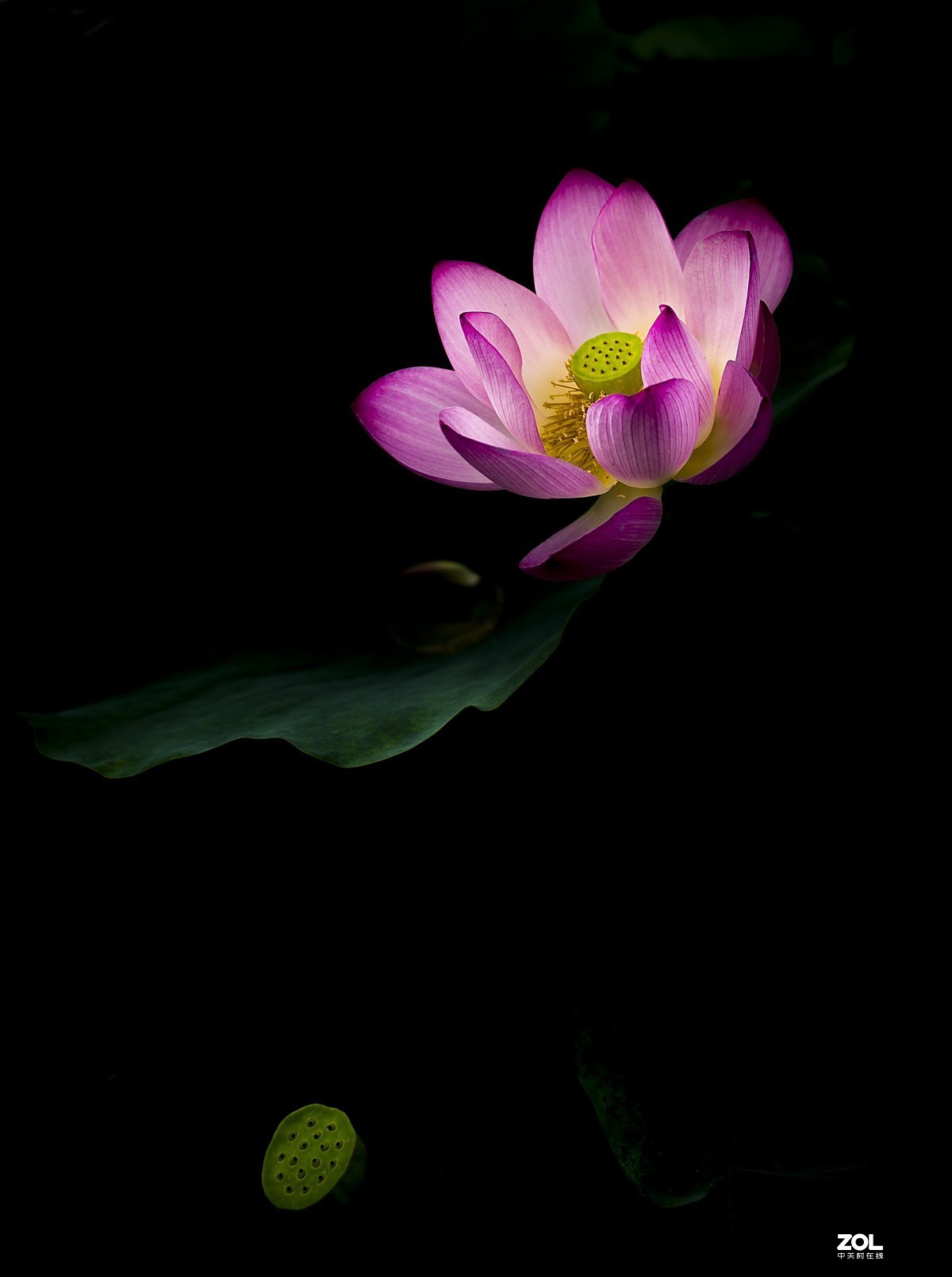 小Q2拍了几张荷花