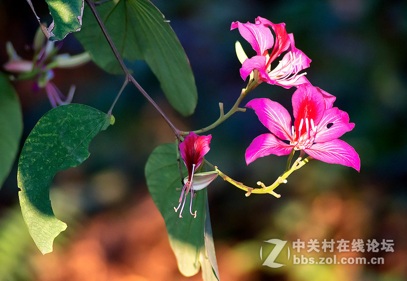 第一次玩骚尼A6000