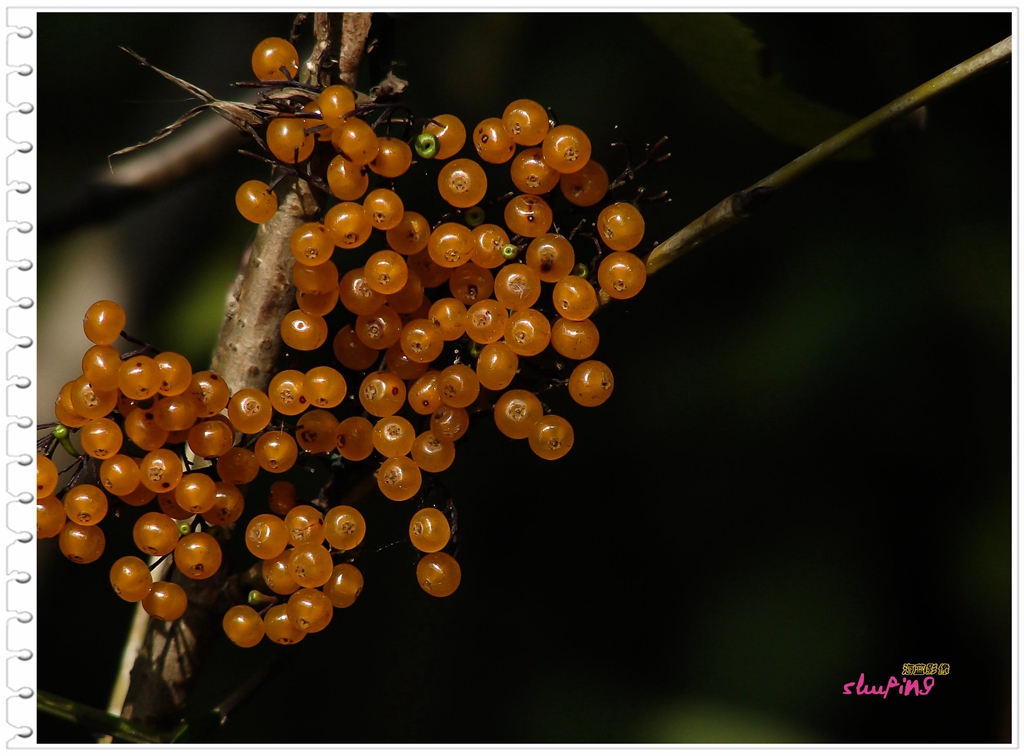 新年、新版，老H2发图