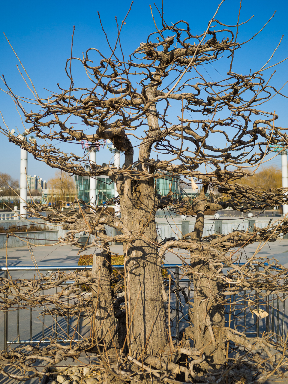 GR越用越爱------花卉大观园