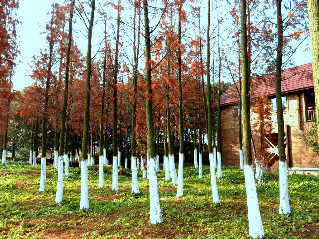 湿地红松林-中关村在线摄影论坛