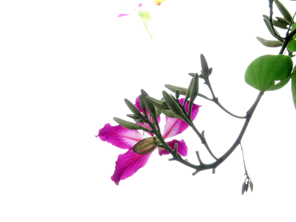 尝试把图片拍成水彩或白描效果