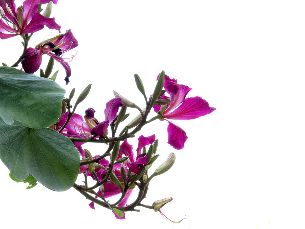 尝试把图片拍成水彩或白描效果