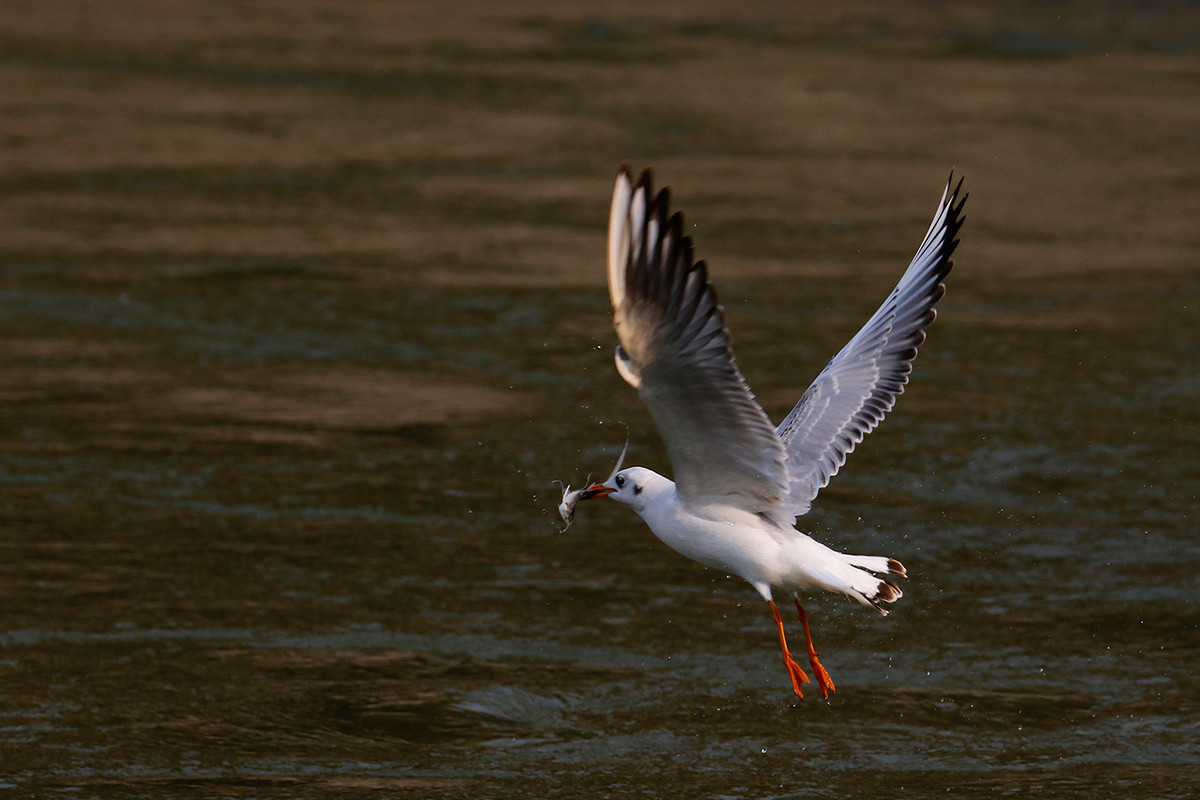 佳能7D2+腾龙150-600抓拍红嘴鸥