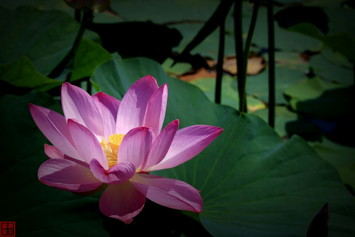 2014荷花【后期-晕光】