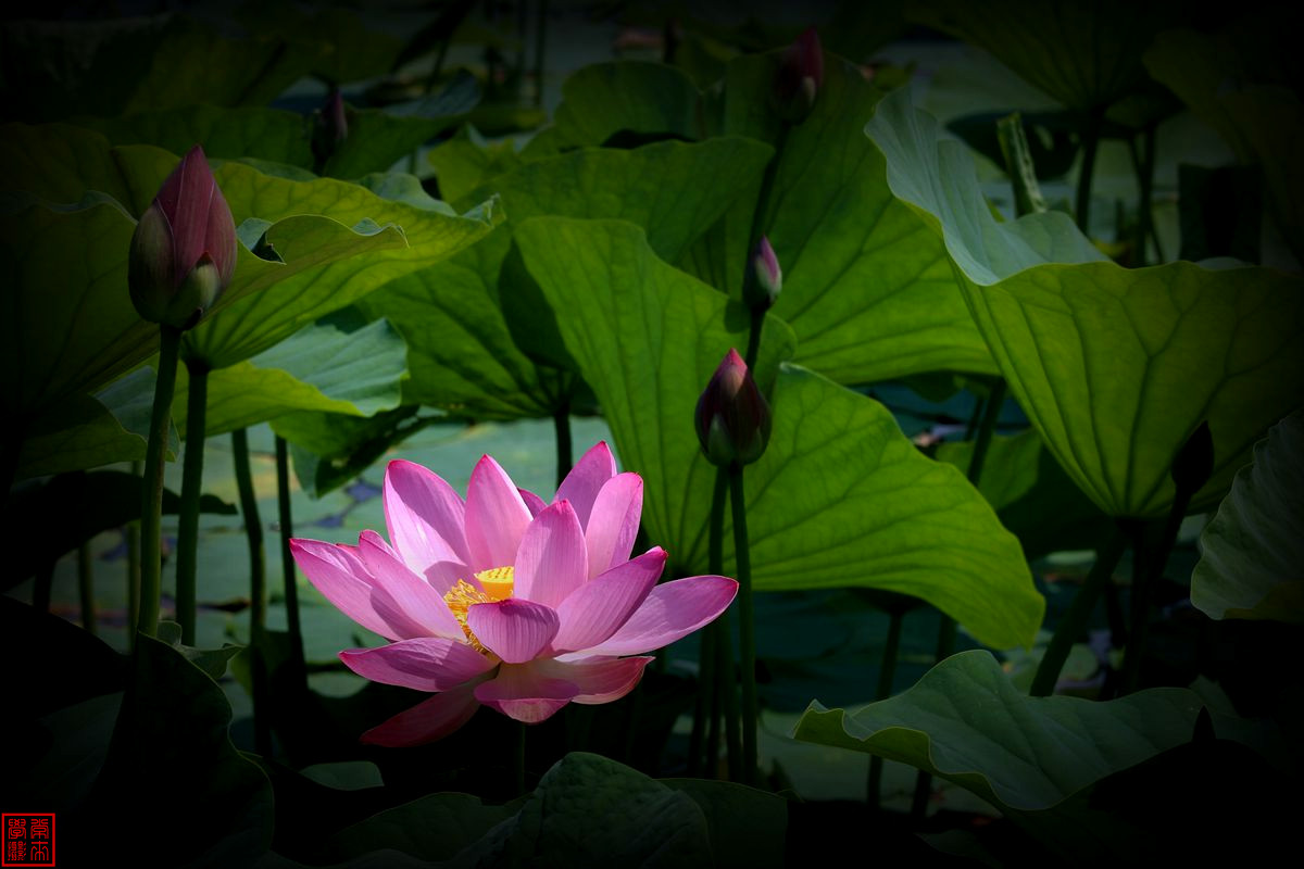 2014荷花【后期-晕光】