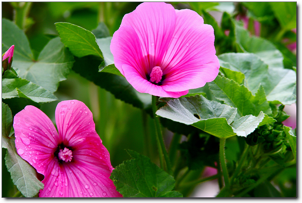 携一组秋葵花祝贺好友“沙漏里的沙”荣任佳能7DⅡ星空(中国)版主！