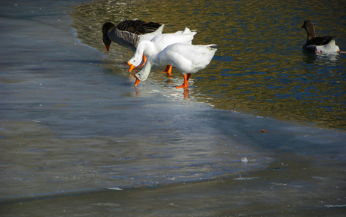 腊八最美的冬天中关村在线摄影论坛
