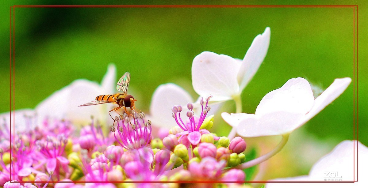 微矩∶飞翔花朵面前食蚜蝇。
