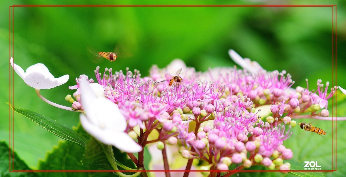 微矩∶飞翔花朵面前食蚜蝇。