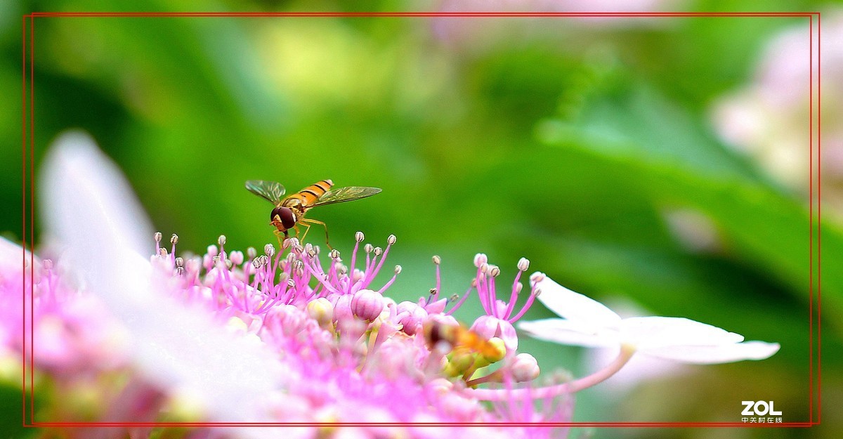 微矩∶飞翔花朵面前食蚜蝇。