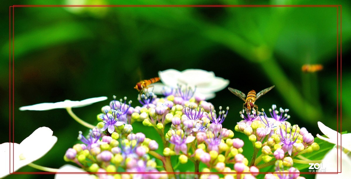 微矩∶飞翔花朵面前食蚜蝇。