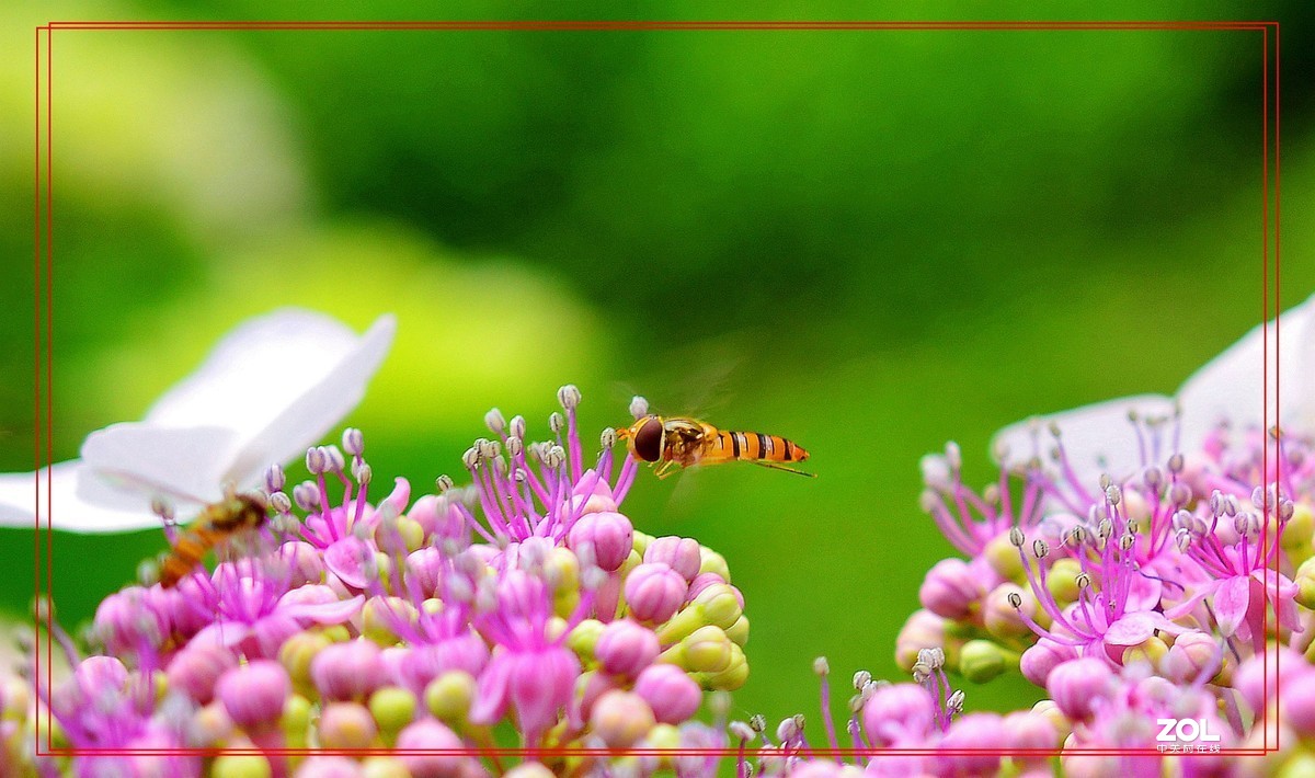 微矩∶飞翔花朵面前食蚜蝇。
