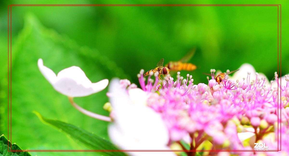 微矩∶飞翔花朵面前食蚜蝇。