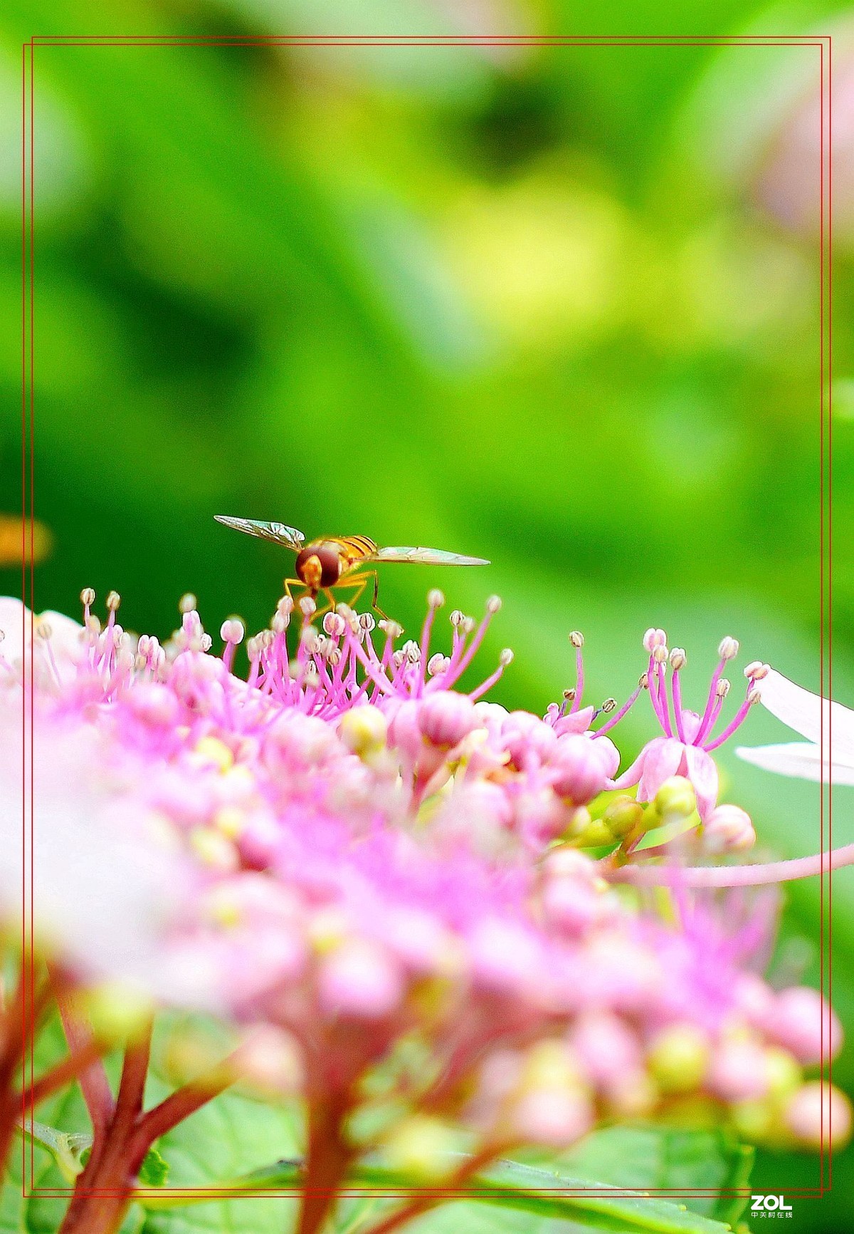微矩∶飞翔花朵面前食蚜蝇。
