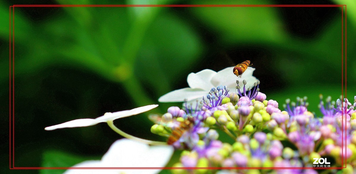 微矩∶飞翔花朵面前食蚜蝇。