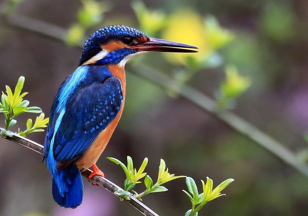 适马150-600S试拍小翠