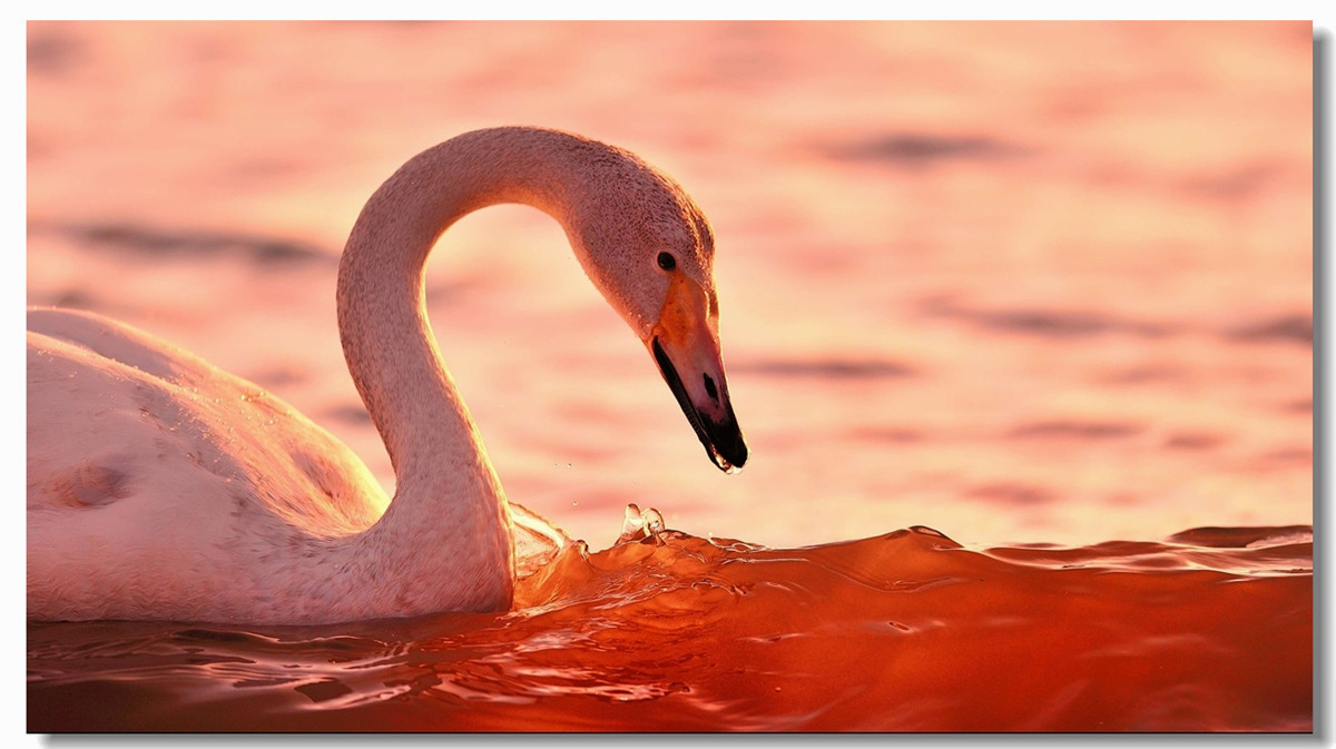 #回忆2014#【老张光影回首2014第三季》深爱尼康痴迷光影——老张的光与影