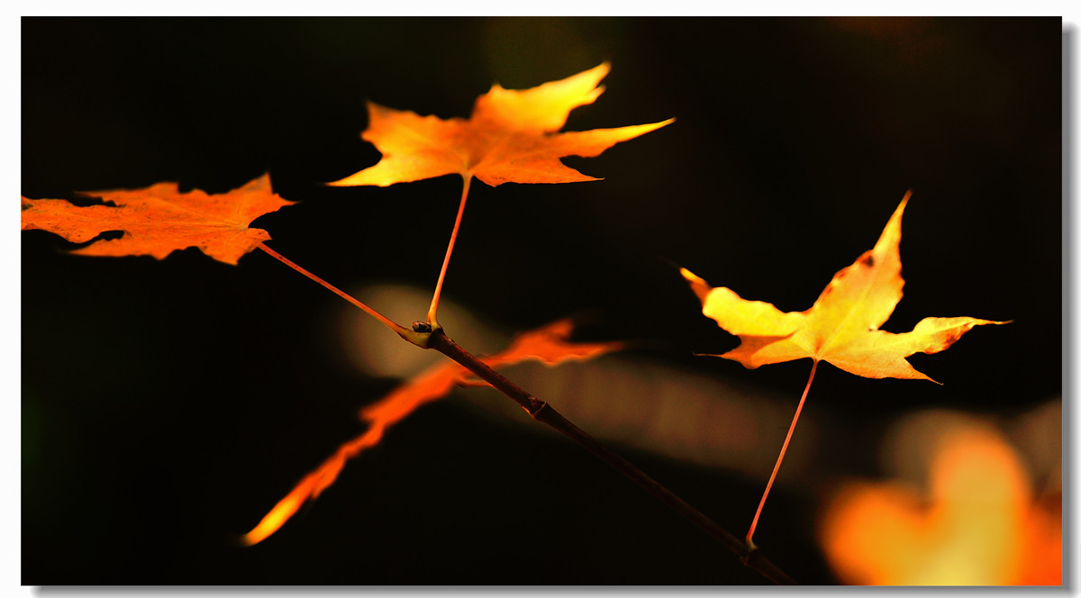 #回忆2014#【老张光影回首2014第三季》深爱尼康痴迷光影——老张的光与影