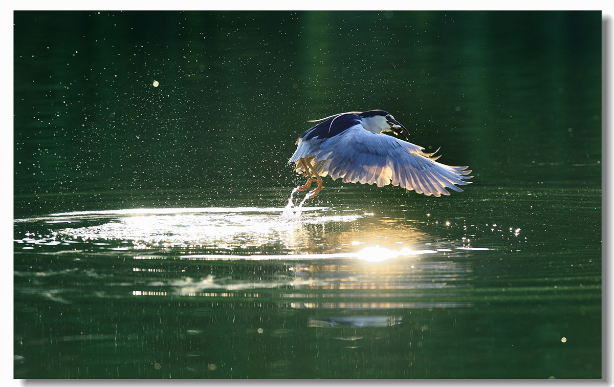 #回忆2014#【老张光影回首2014第三季》深爱尼康痴迷光影——老张的光与影