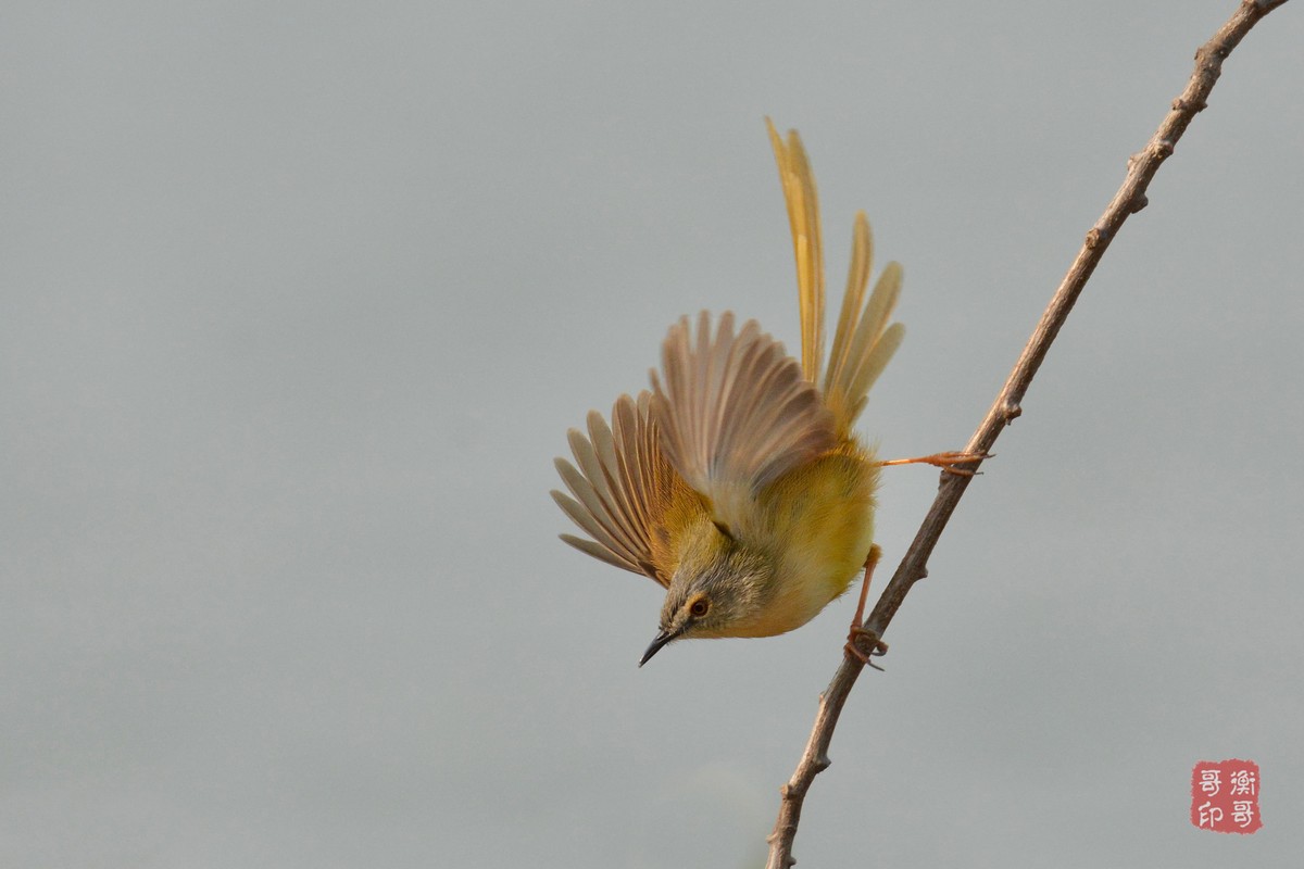 #尼康鸟类作品赏析第四期#形态优美的黄腹鹪莺