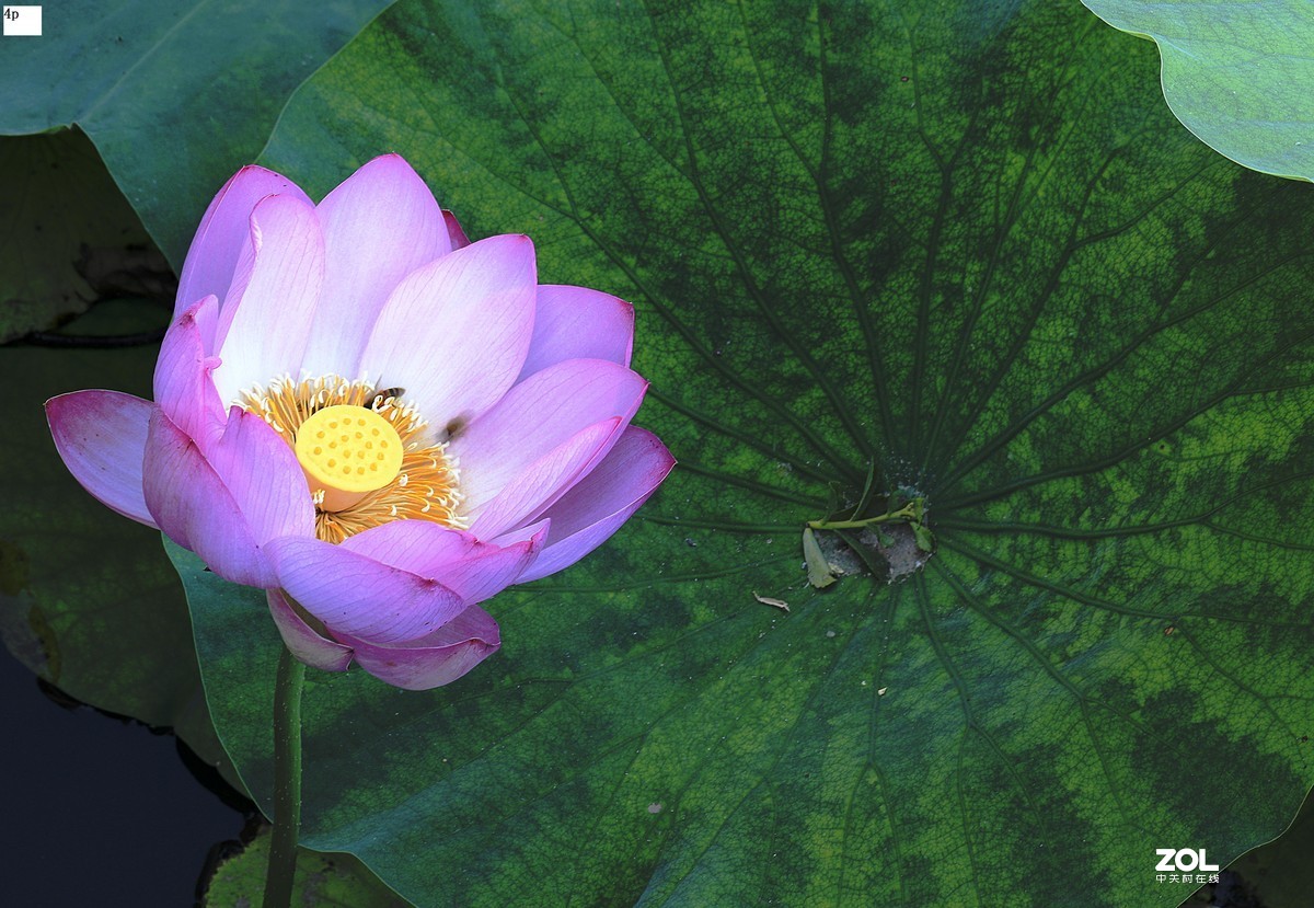 不久前拍的荷花