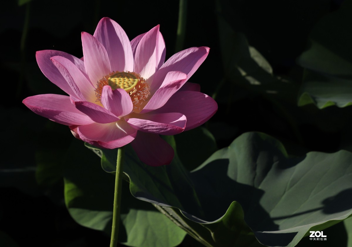 不久前拍的荷花