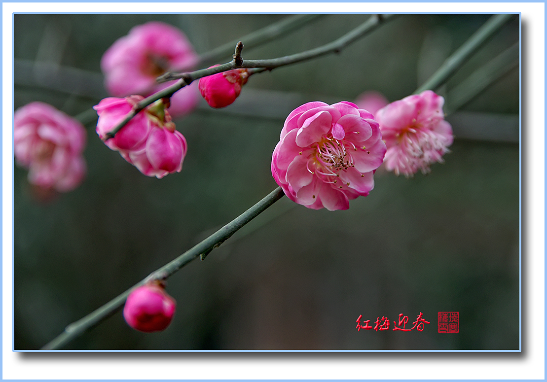 红梅迎春-中关村在线摄影论坛