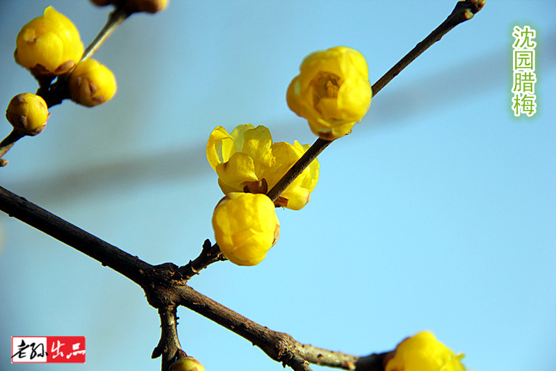 #我爱问神通# 沈园腊梅