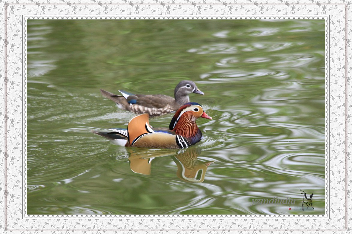 长距镜拍：鸳鸯