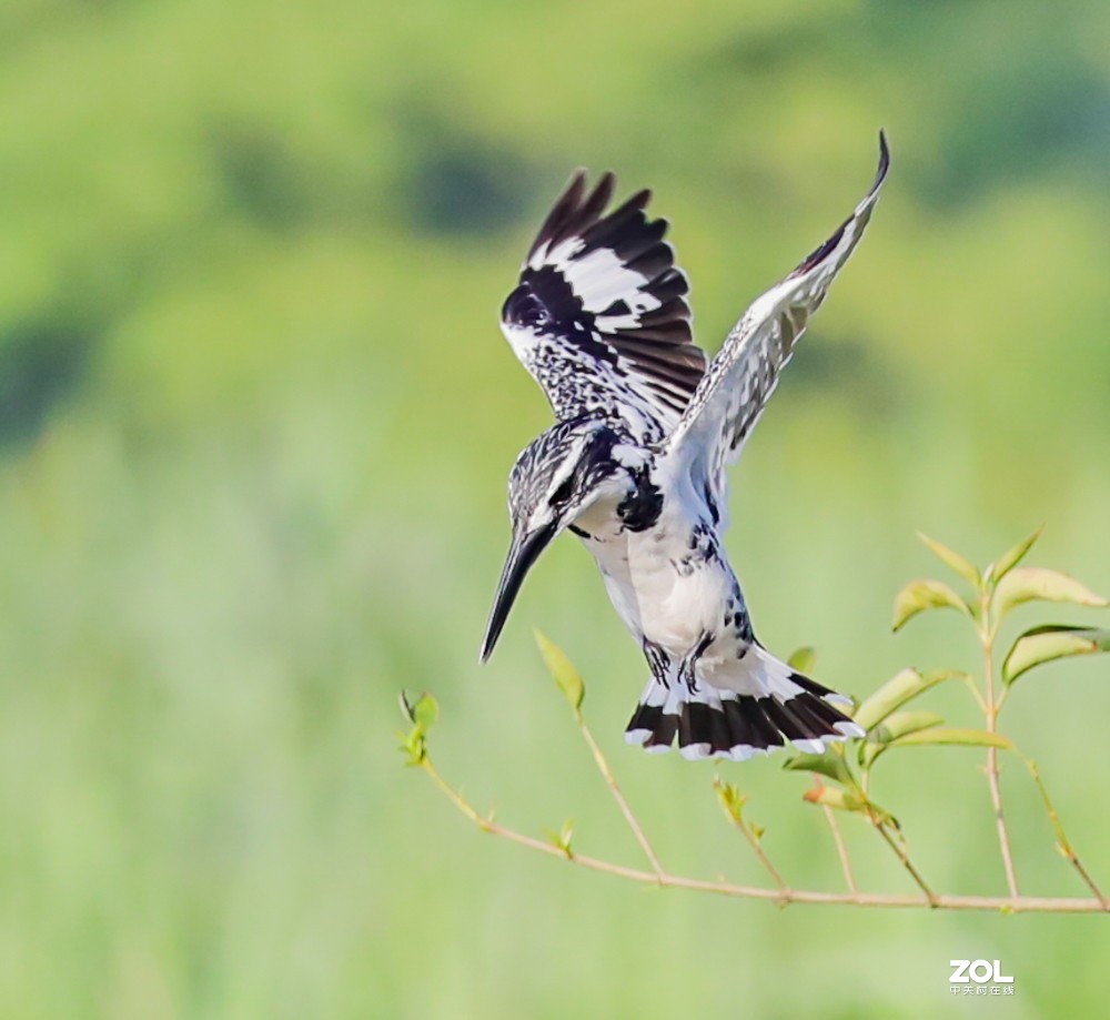 斑鱼狗，是一种鸟