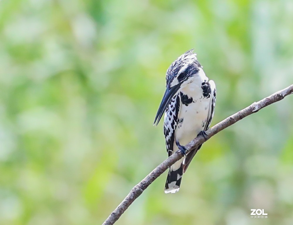 斑鱼狗，是一种鸟