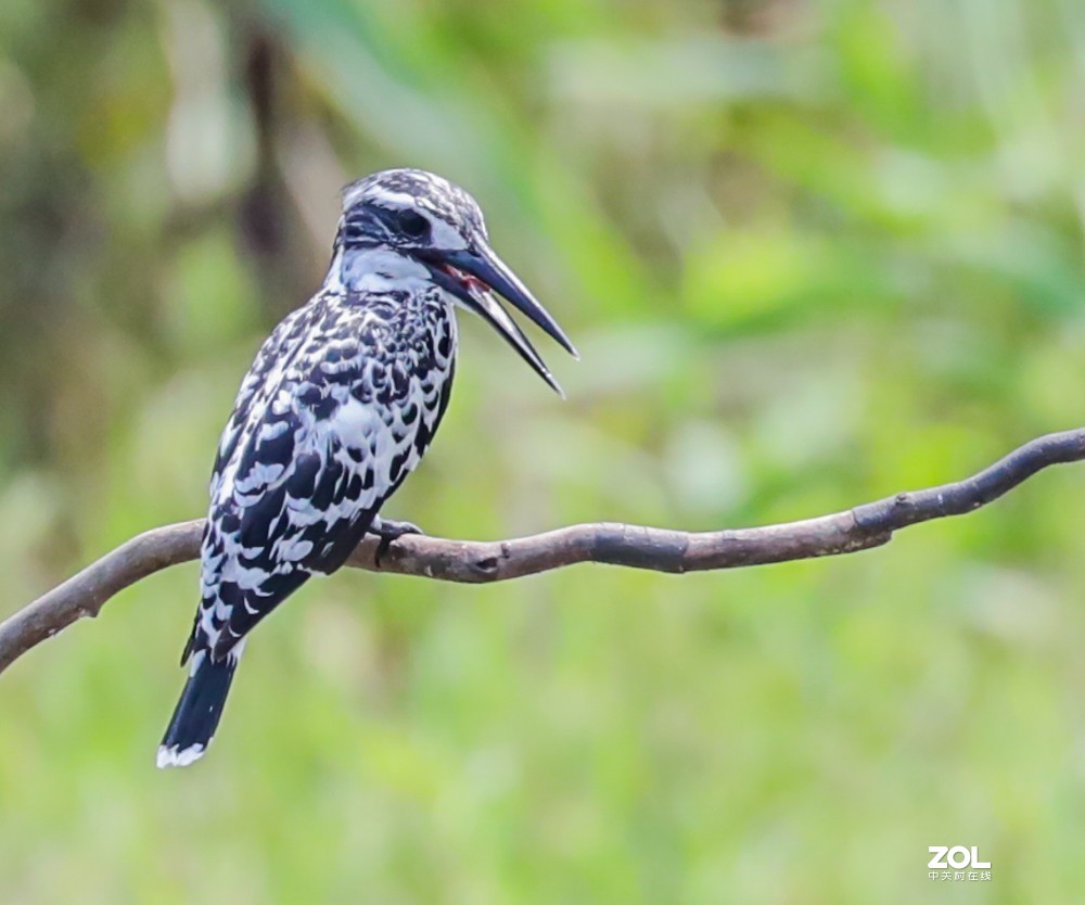 斑鱼狗，是一种鸟
