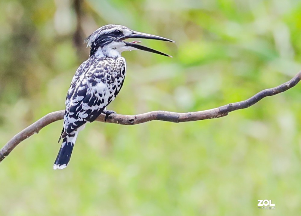 斑鱼狗，是一种鸟