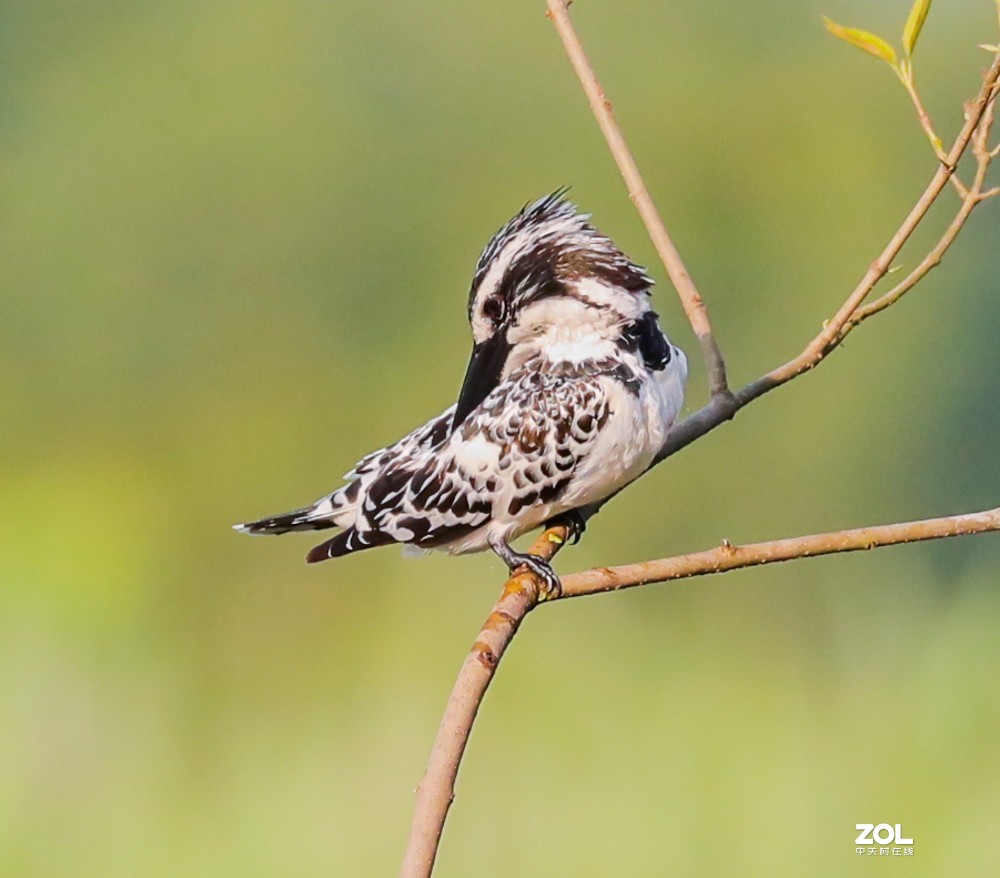 斑鱼狗，是一种鸟