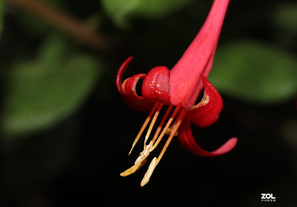 小白初次试拍。近摄接圈的应用，老师们多多指教