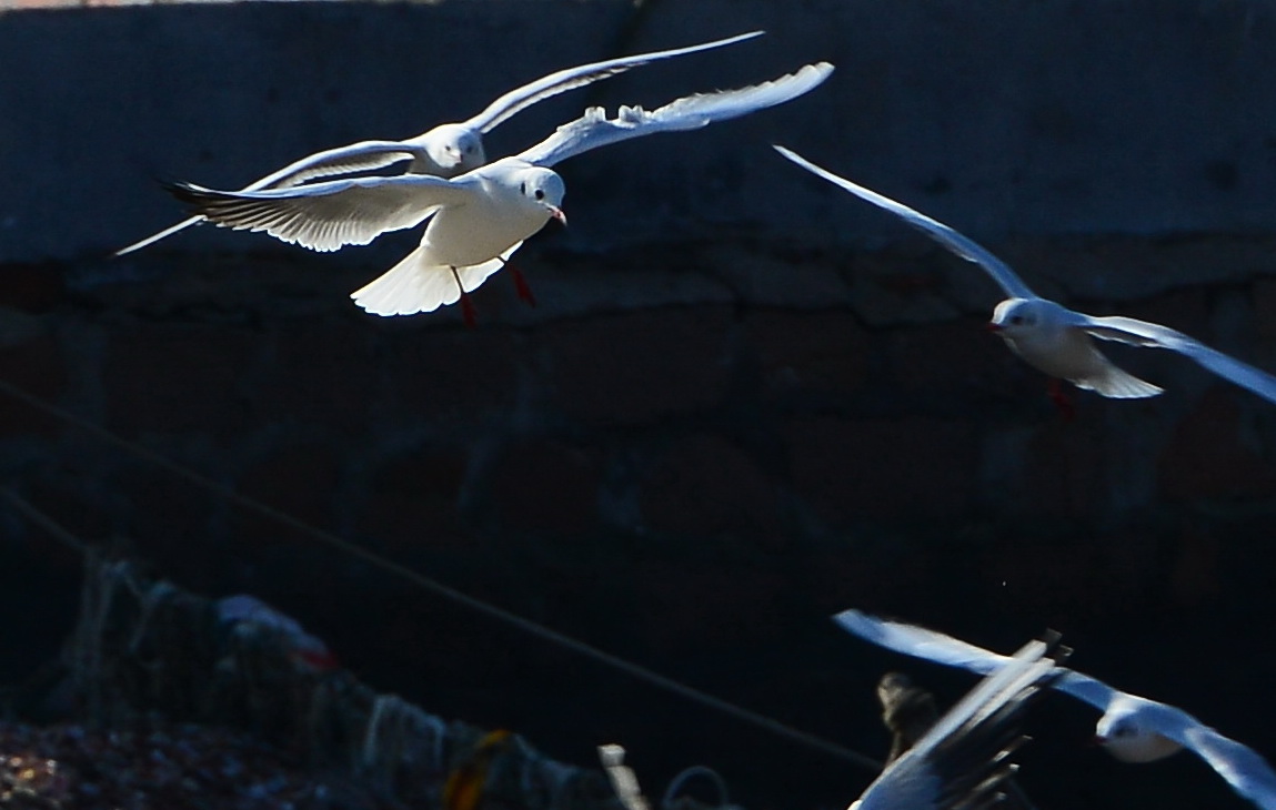 用镜头去追逐海鸥乐在心