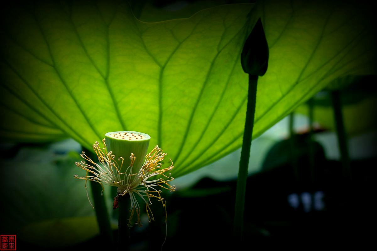 2014荷花【后期-晕光】