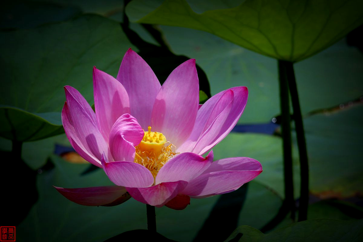 2014荷花【后期-晕光】