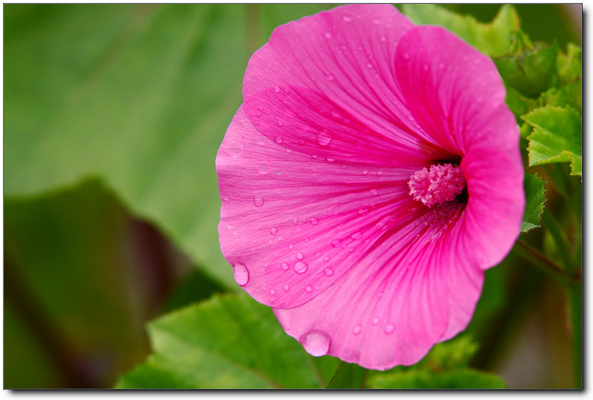 携一组秋葵花祝贺好友“沙漏里的沙”荣任佳能7DⅡ星空(中国)版主！