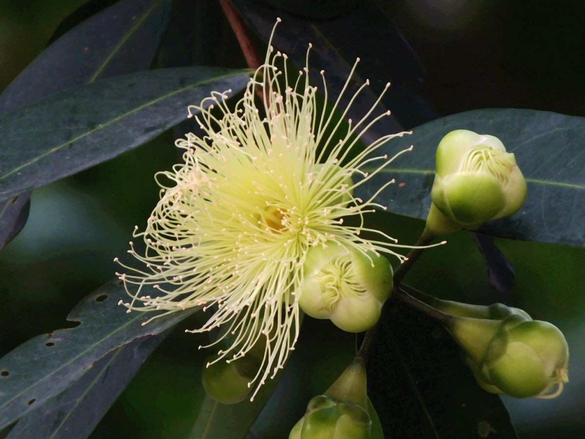 漂亮的蒲桃花